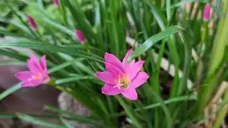 Beautiful Flowers, Planet Earth Amazing Nature Scenery and The Best Relax Music 1 HOURS