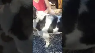 Karakachan mix #karakachan #bulgariansheepdog #adopteddog #dogfriendlyuk #rescuedog