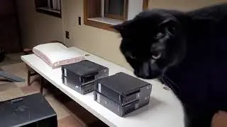 Giving Onyx more free time outside of his room March 15, 2024