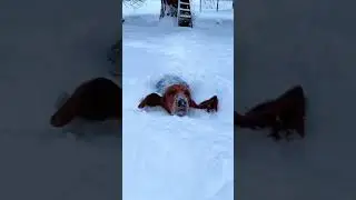 Dog playing with snow#dog#funny#funnyanimals#funnypets#animals&nbsp;&nbsp;#pet&nbsp;#foryou&nbsp;#longervideos