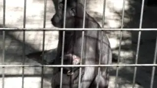 Breastfeeding of&nbsp;Celebes crested macaque  (40 days old).クロザルの授乳（生後４０日）。