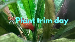 ✂️ 20-Gallon Aquarium Maintenance | Trimming Amazon Sword & Clearing Hair Algae #fishkeepinghobby