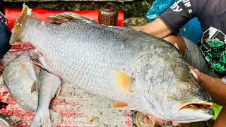 Wow Big Size Coral Fish cutting