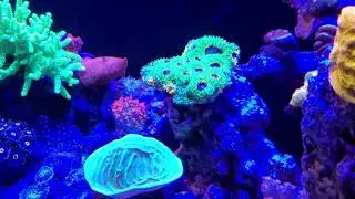 Pacific East Aquaculture 210 gal Display Nov 2019