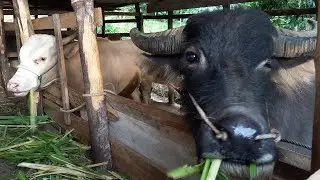 tame fat buffalo roaming outside the cage - fat buffalo shepherd - farm video