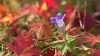 柳生の秋、撮影11月22日、ピアノ：川上ミネ