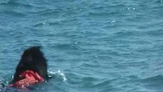 Newfoundland dog Joy Cane Terranova da Salvataggio e l'asse spinale