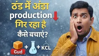 ठंड में Poultry Farming | गुड़ और KCL Salt का सही उपयोग |ठंड में अंडा प्रोडक्शन कैसे बचाएं? | 