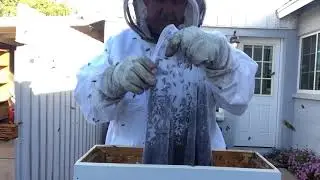 Live Bee Swarm Transfer to Bee Box