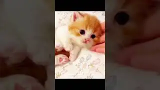 &ldquo;Two Tiny Kittens Turn the Bed Into the Cutest Racing Track Ever!&rdquo; 😍🐾