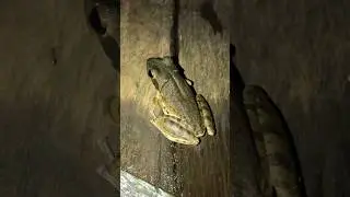 frog #Environmental #srilanka village boy😍😊❤️