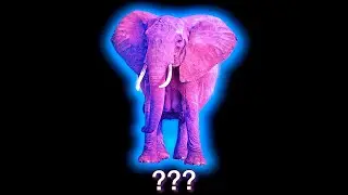 ❗15 MORE Elephant Sound Variations in 50 Seconds