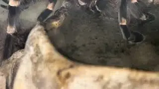 Tarantula drinking water.