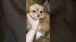 💖ШПИЦУЛЬКА АВРОРА #spitz #pets #mydog #puppy #love