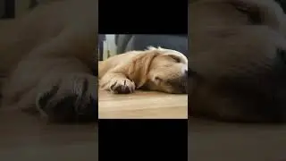 Why Do Dogs Twitch in Their Sleep? | Weird Dog Habits Explained
