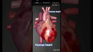 human heart body 👅🧠🧠🧠👃🏽🧠🧠🤎🤎🤎🤎&hearts;️&hearts;️❣️🤍🤎🤎&spades;️🧠🧠🧠🧠👂🏽🧠🧠🧠🧠#human #heart #youtube #channel