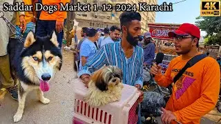 Saddar Dogs Market 1-12-2024 Karachi Latest Updates | Husky Dogs American Pit Bull Terrier Dogs