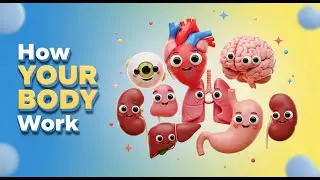 How Your Organs Works | Fun Health for Kids & Parents