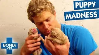 Prison Dog's Extraordinary Birth With 11 Puppies | Bondi Vet