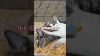 Two Stinky Babes 😹💦🥹 | Epic Cat Fight! #Shorts