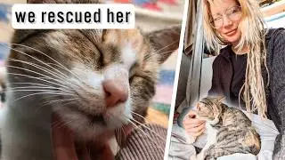 This Cat Was Abandoned at a Campsite&hellip; | Vanlife Stories