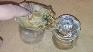 Tobacco mold