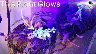 Glow In the Dark Terrarium with Floating Mountains