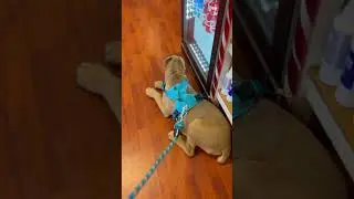 Georgia Cane Corso Puppies