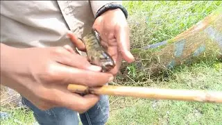 शोली फिश हंटिंग#handfish#fishingtechniques#viral#fish#funny#fishingmethod#fishboat 