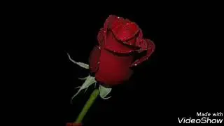Flower red rose blooming  4 you💞