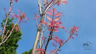 Cedrela sinensis 'Flamingo' česnekovn&iacute;k č&iacute;nsk&yacute;