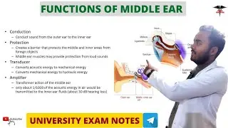 Functions Of Middle Ear || Special Sense Physiology