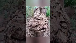 Admire how bees build nests 🥰🐝🐝 | Tropical Forest Bees #bee #wasps