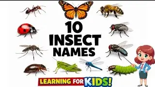 10 Insect Names for Kids | Learn Insects with Pictures | Happy Smart Tots