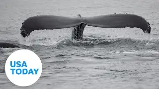 In San Francisco Bay, scientists try to prevent ship, whale collisions | USA TODAY