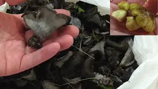 極上シモコシと珍品クロラッパタケを美味しくいただきます