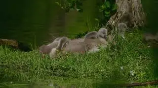 Labuť velk&aacute; (Cygnus olor)