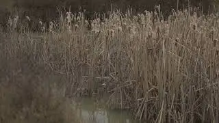 Linistea Naturii si Cateva Pasari Ciripind in Departare (Sunet cu Volum Mic)