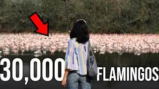 Why 30,000 Flamingos visit Mumbai every year?