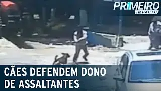 Dois cachorros impediram a ação criminosa de cinco homens no Paraná | Primeiro Impacto (26/11/21)