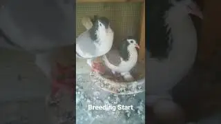 Daily Progress of Pigeon Breeding|You May Know.