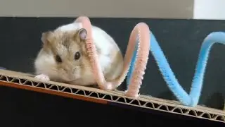 Hamster Zigzag Maze ⚡🐹 | Fast Turns Challenge Live!