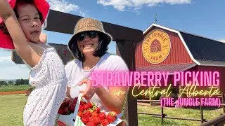 STRAWBERRY PICKING IN CENTRAL ALBERTA (the Jungle Farm)