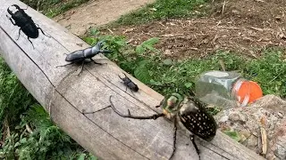 Beetle season has arrived | Hunting for super beautiful beetles