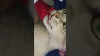 #️⃣kittenconversations#CuteCats🫰#MeowMoments❣️#TalkingKitten#CuteCats🐯#animalslove#funnyshorts