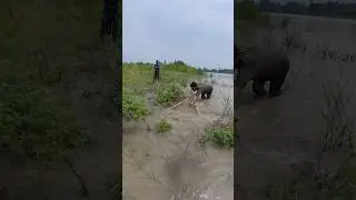 Real Village Fishing Skills by Expert Boys