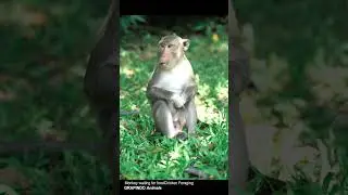 Monkey waiting for food || GRAPINDO Animals || Xiao Liu Miyu || Ridwanullah || # Shorts
