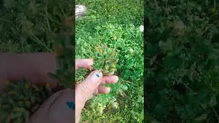 This Plant was Used as a Snakebite Remedy for Centuries!!!! 4/14/24 Japanese Hawkweed