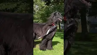 Afghan hound life✨🤣 #funny #puppy #pets #doglife #youtube #dog #dogs