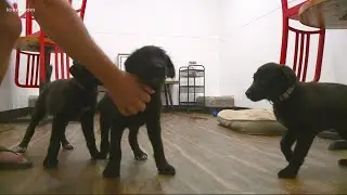 Bark, A Rescue Pub facing vandalism issues and other top stories at 11 p.m.